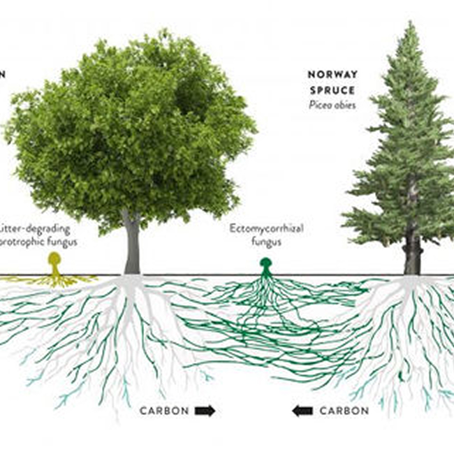 Onder onze voeten broeit een wonder